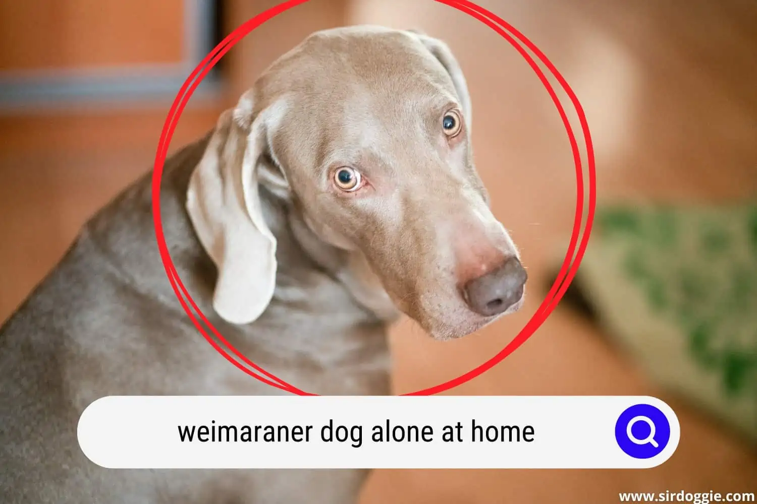 Weimaraner dog alone at home