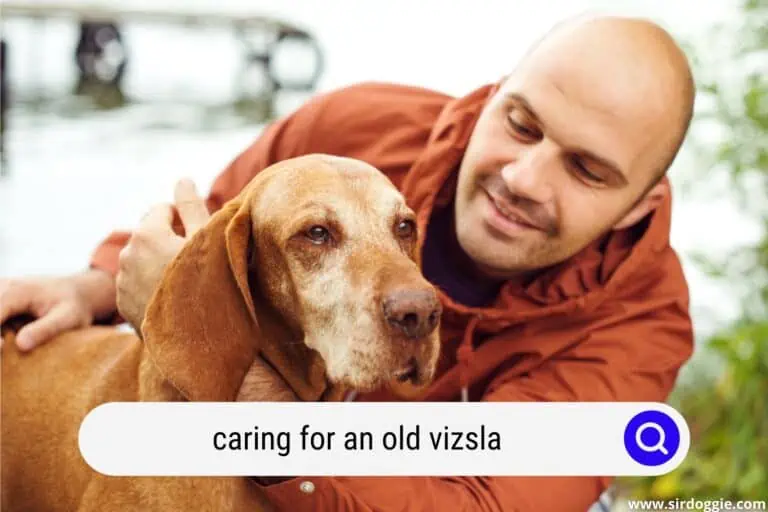 Caring for an Old Vizsla