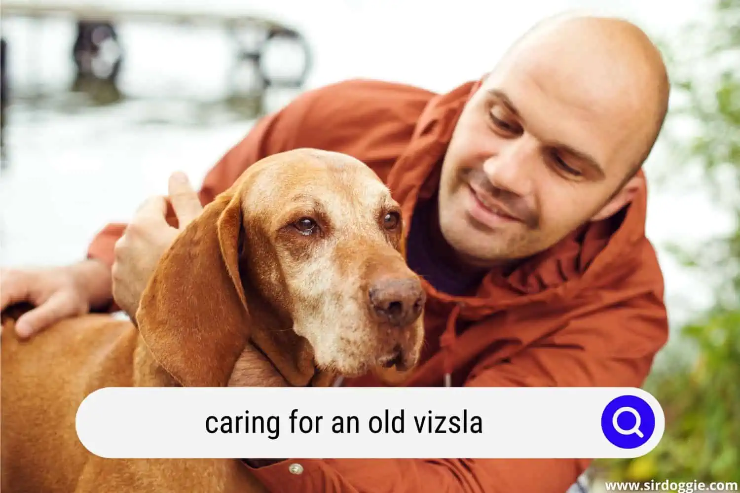 caring for an old vizsla