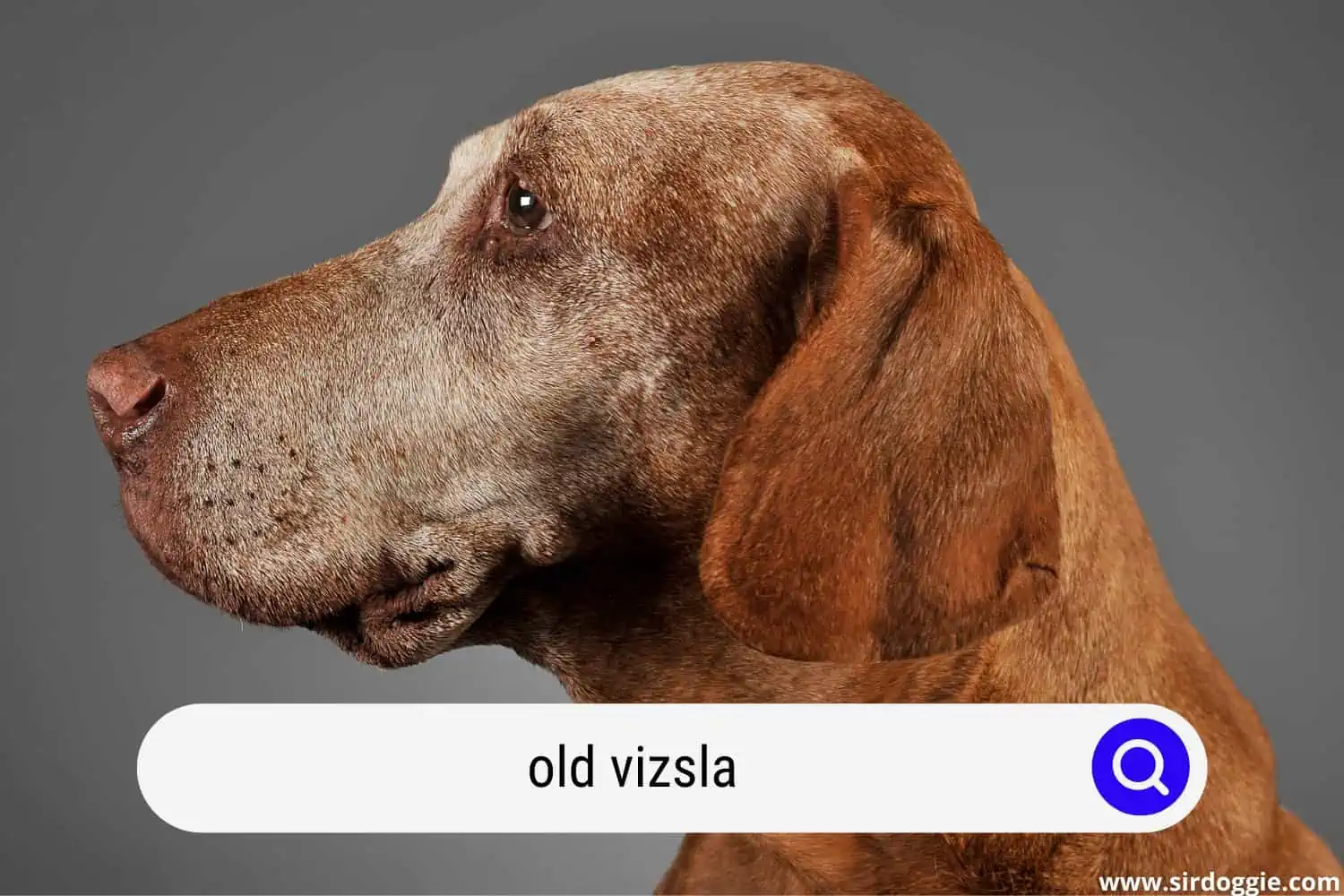 old vizsla dog