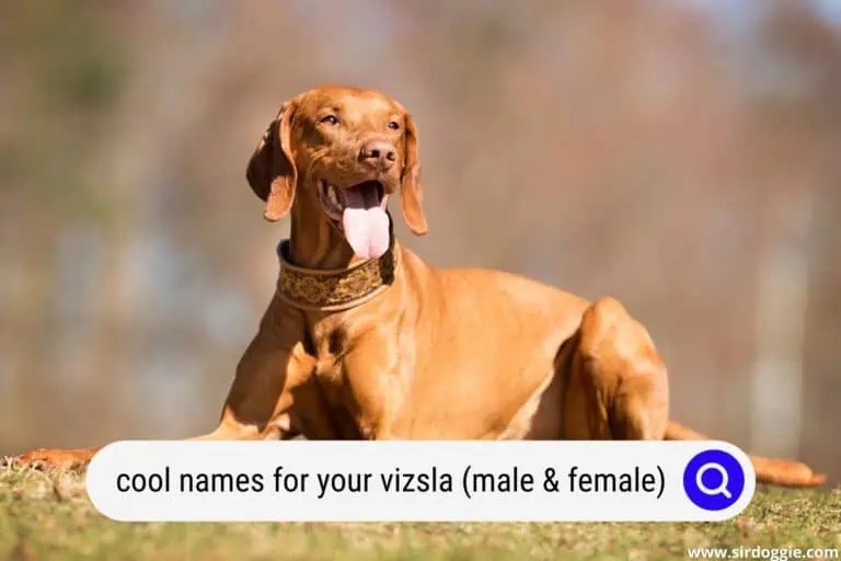 250+ Cool Names For Your Vizsla! (Male & Female)