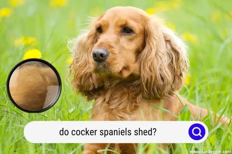 Do Cocker Spaniels Shed? Keep Your House Clean!