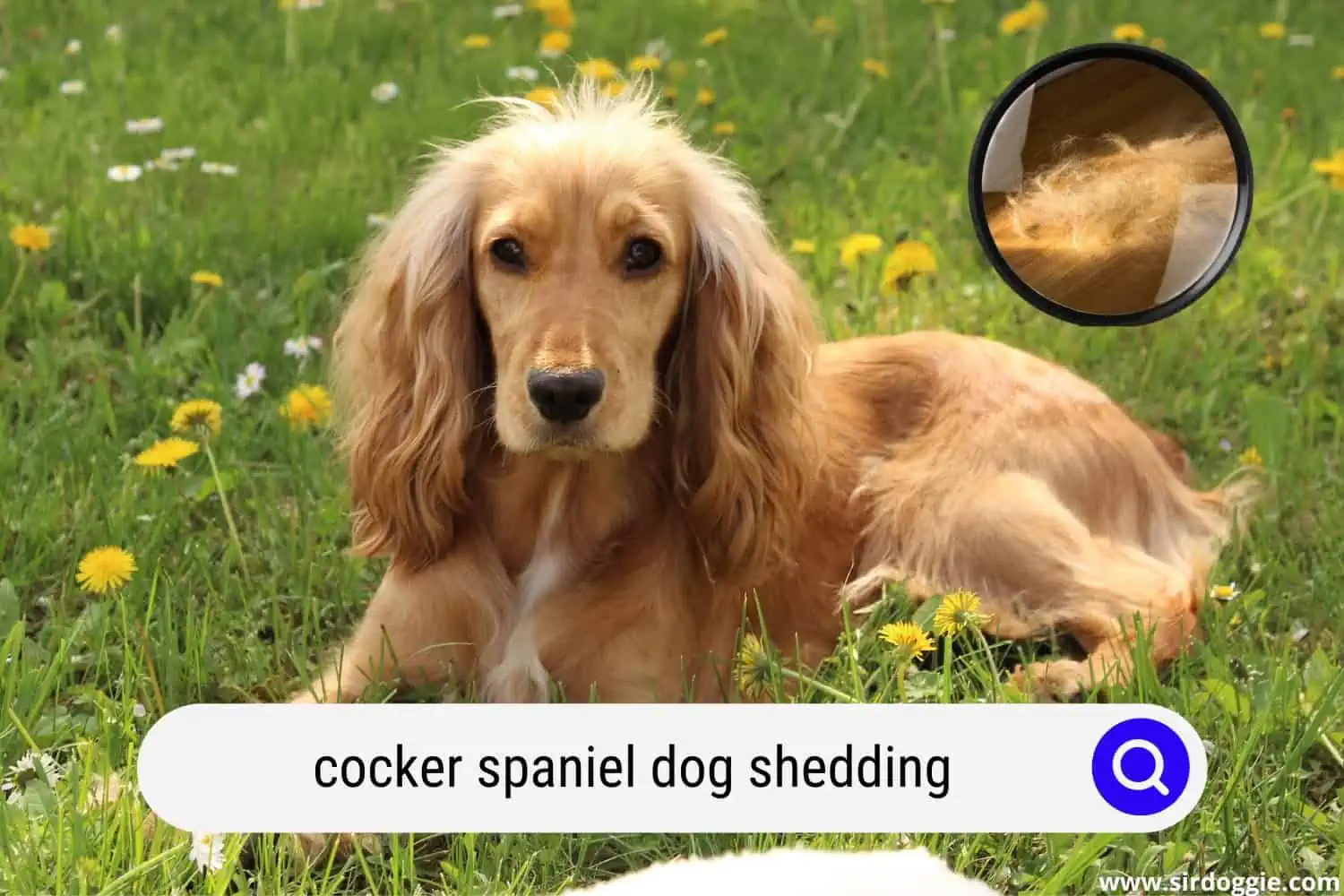 cocker spaniel dog shedding