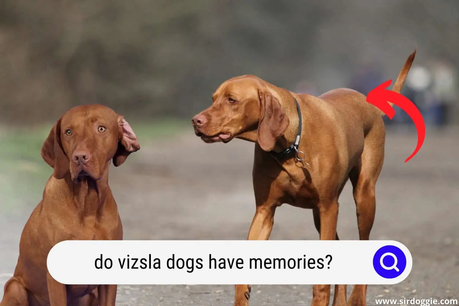 do vizsla dogs have memories