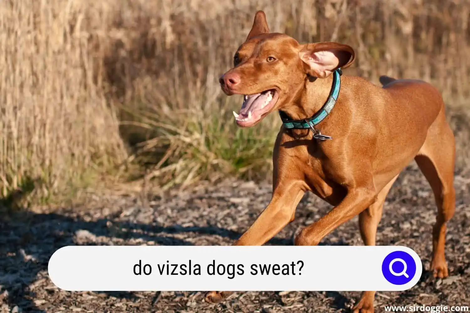 do vizsla dogs sweat