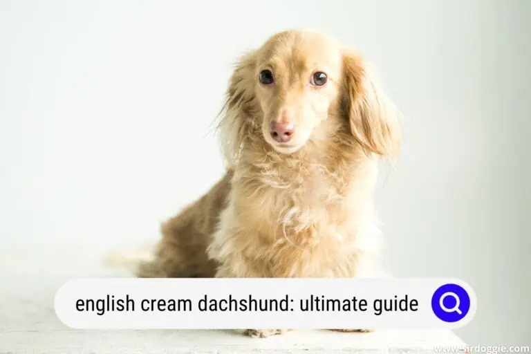 English Cream Dachshund: The Ultimate Guide