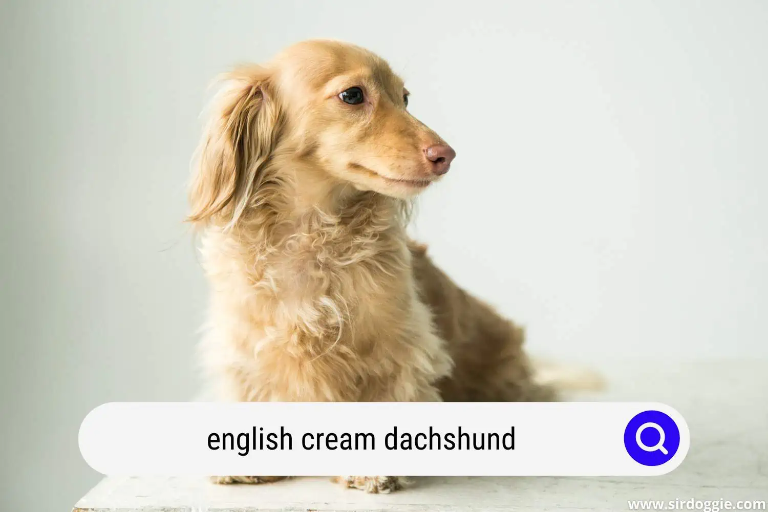 english cream dachshund