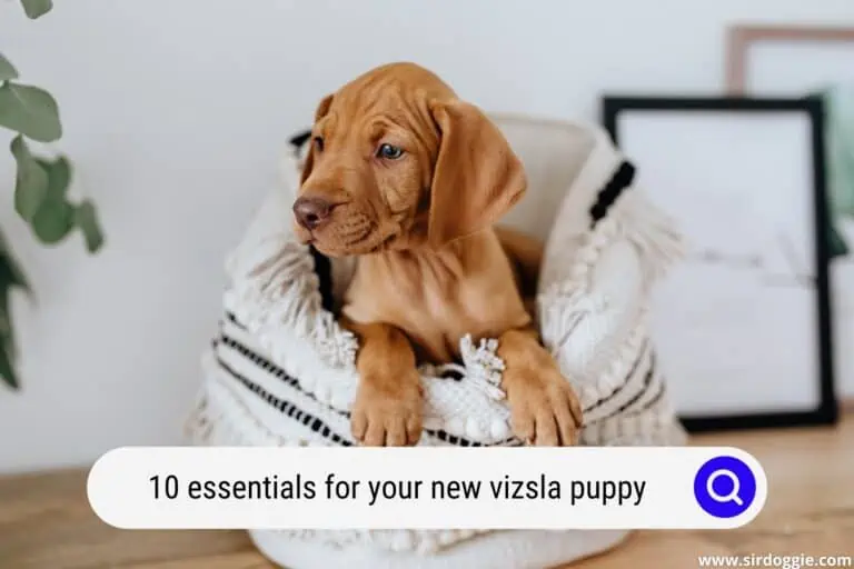 10 Essentials for Your New Vizsla Puppy