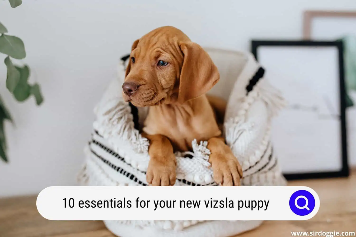 essentials for your new vizsla puppy