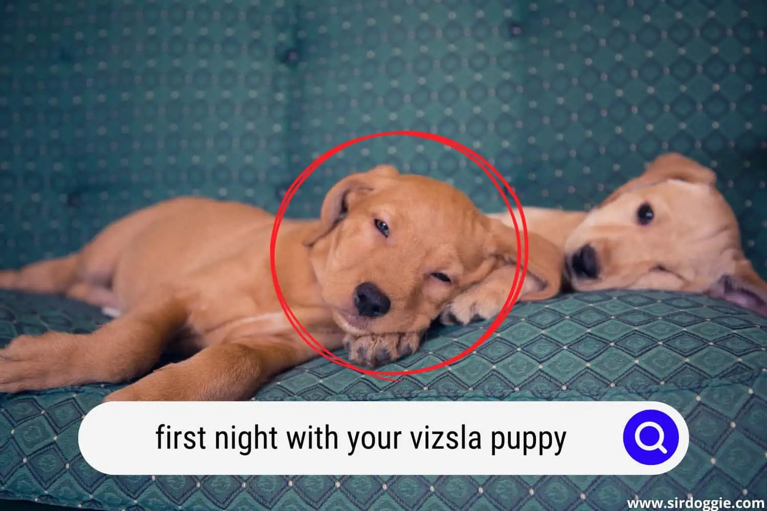 vizsla puppies sleeping