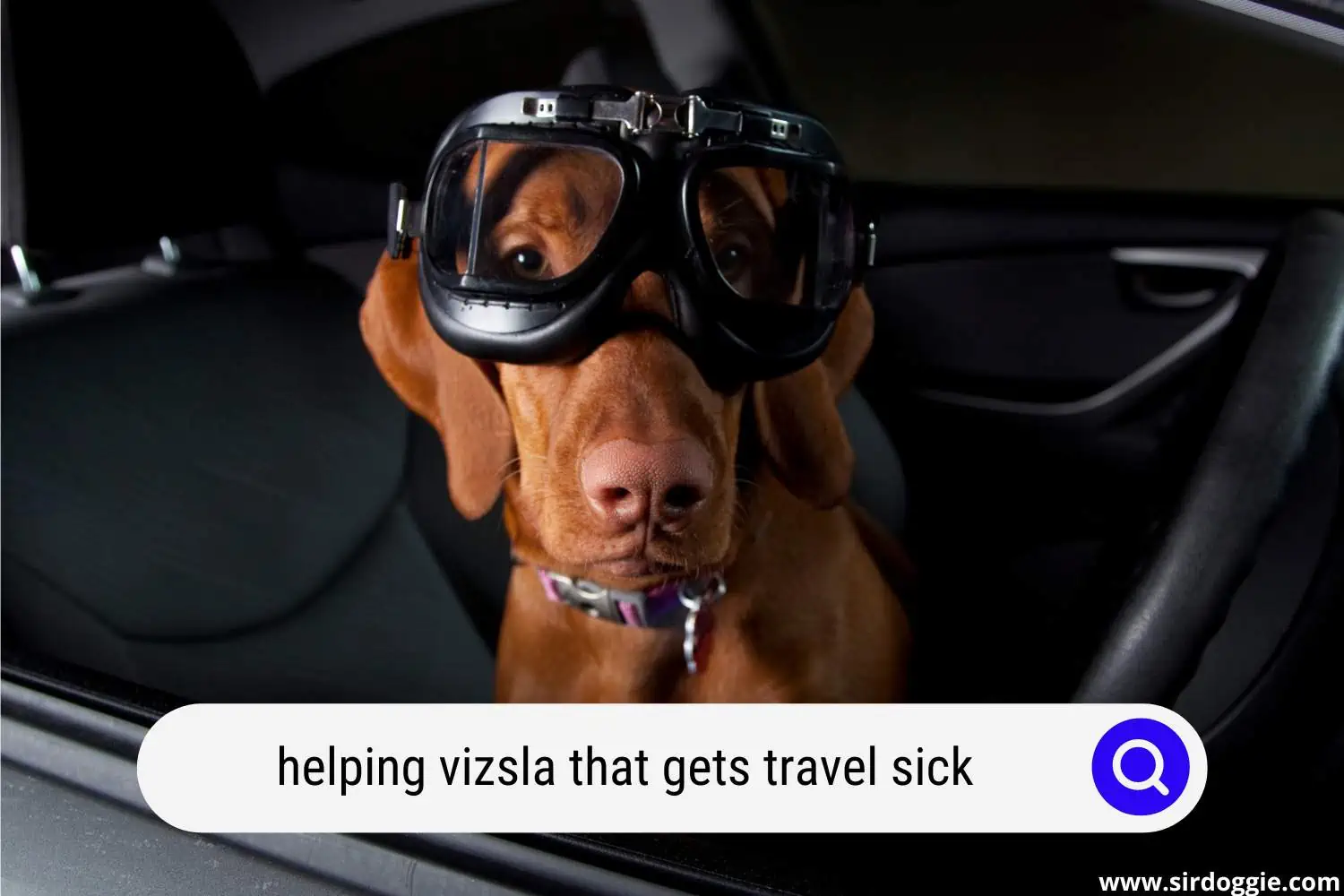 helping vizsla that gets travel sick