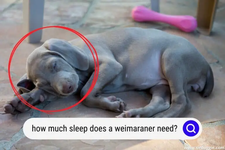 How Much Sleep Does a Weimaraner Need?