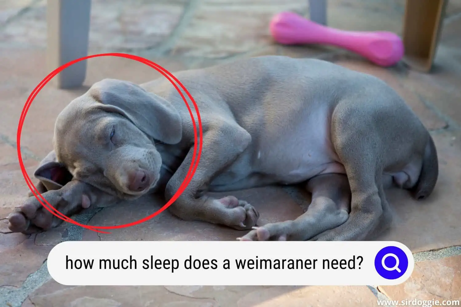 how much sleep does a weimaraner need
