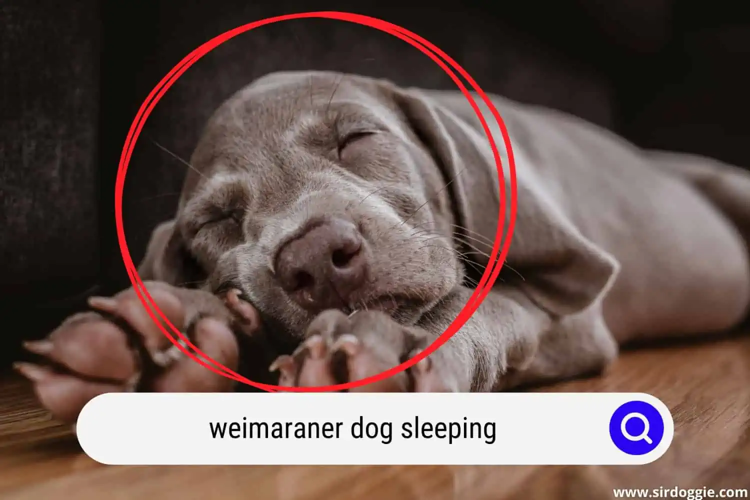 Weimaraner dog sleeping