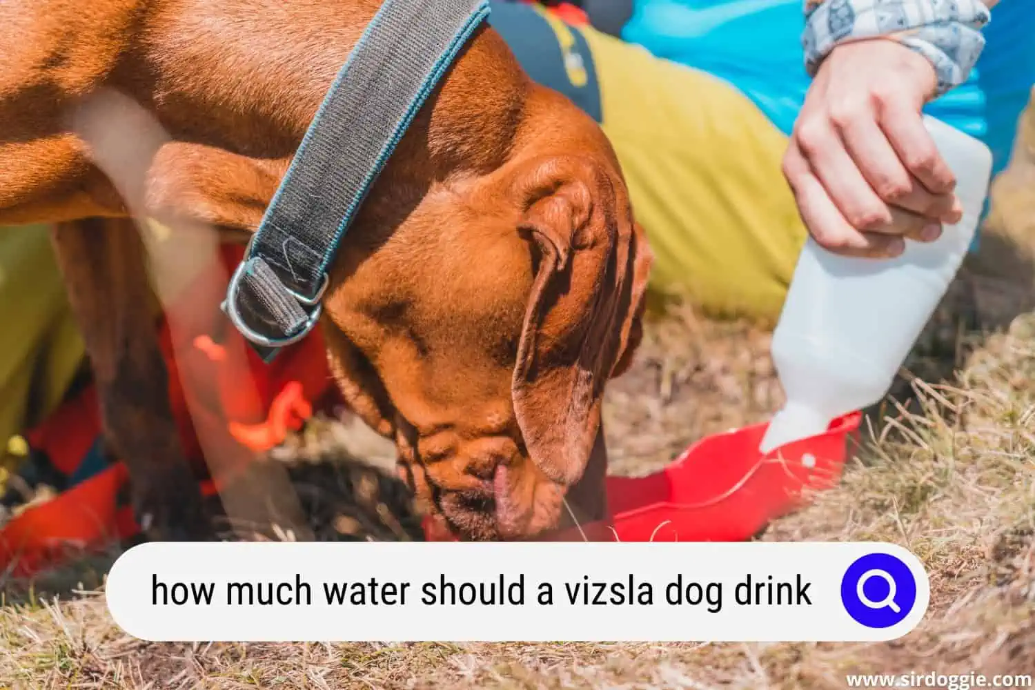 how much water should a vizsla dog drink
