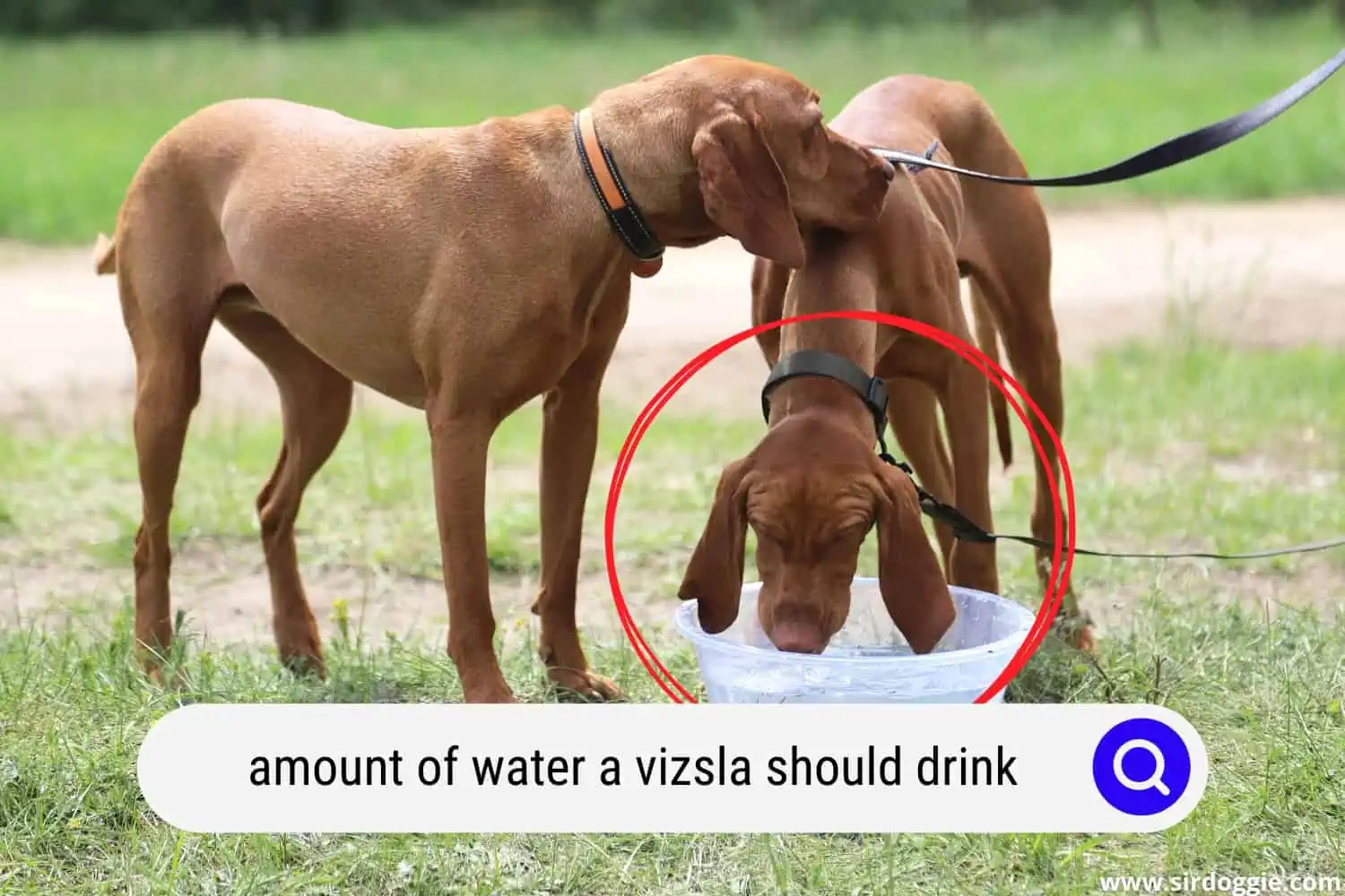 Vizsla dog drinking water in a bowl