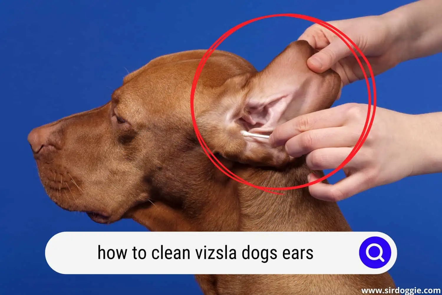 how to clean vizsla dogs ears