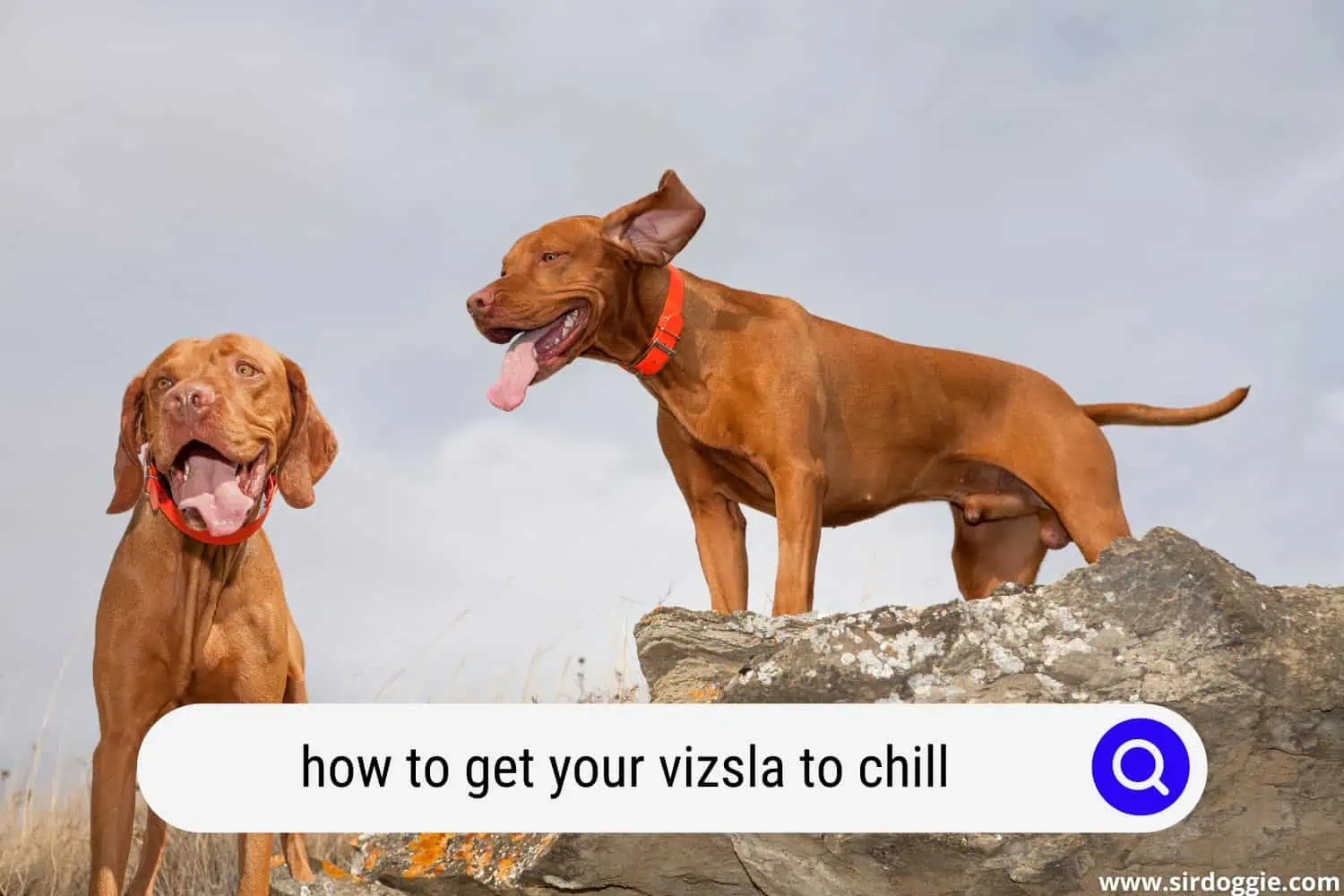 how to get your vizsla to chill