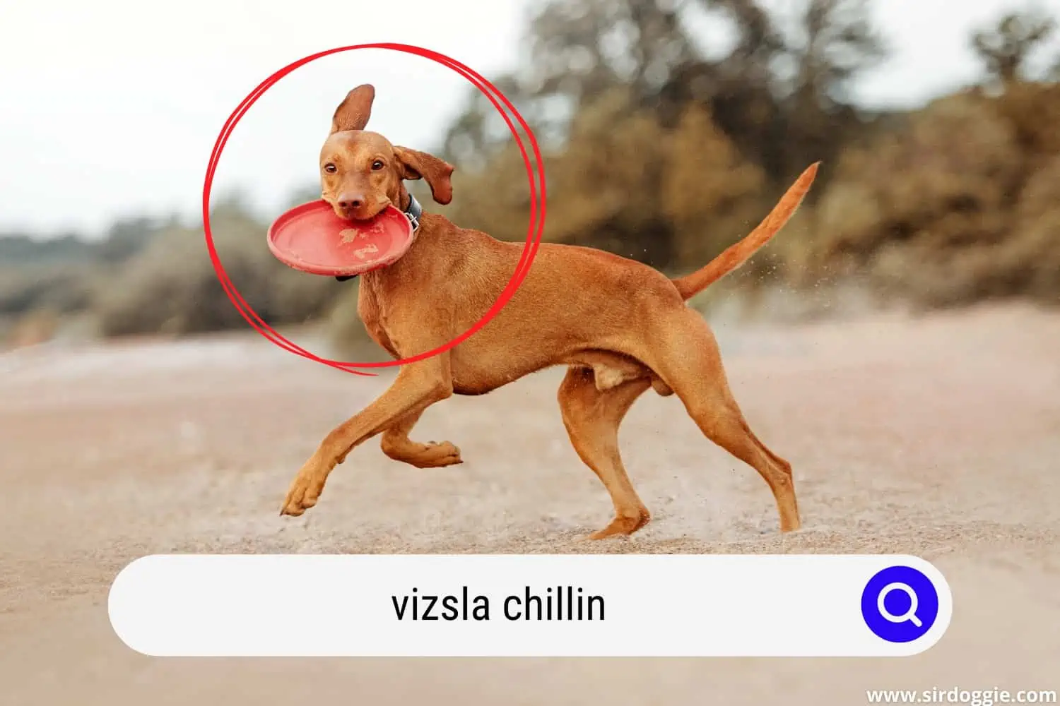 Vizsla dog chillin outside, playing fetch