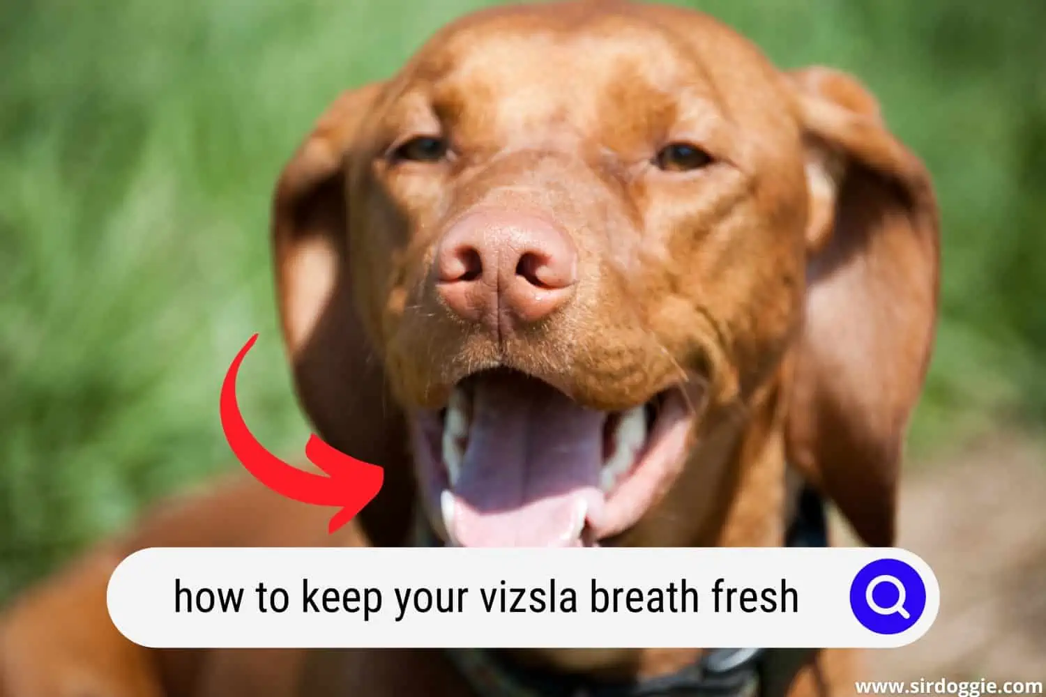 how to keep your vizsla breath fresh