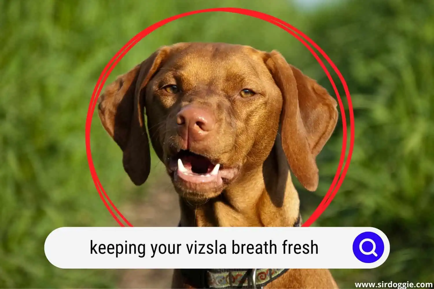 vizsla fresh breath