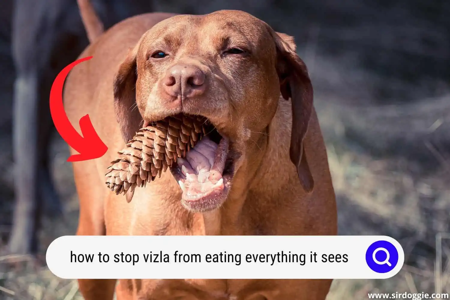 how to stop a vizsla dog from eating everything it sees