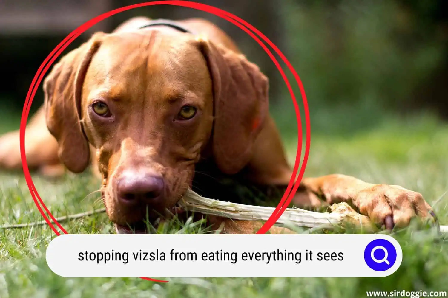 Vizsla dog eating/chewing a wood stick