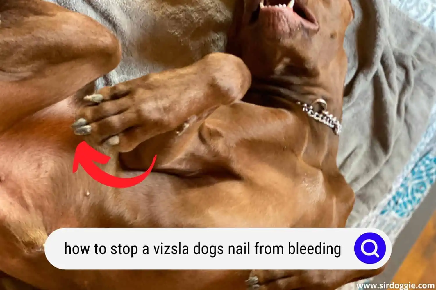 how to stop a vizsla dogs nail from bleeding