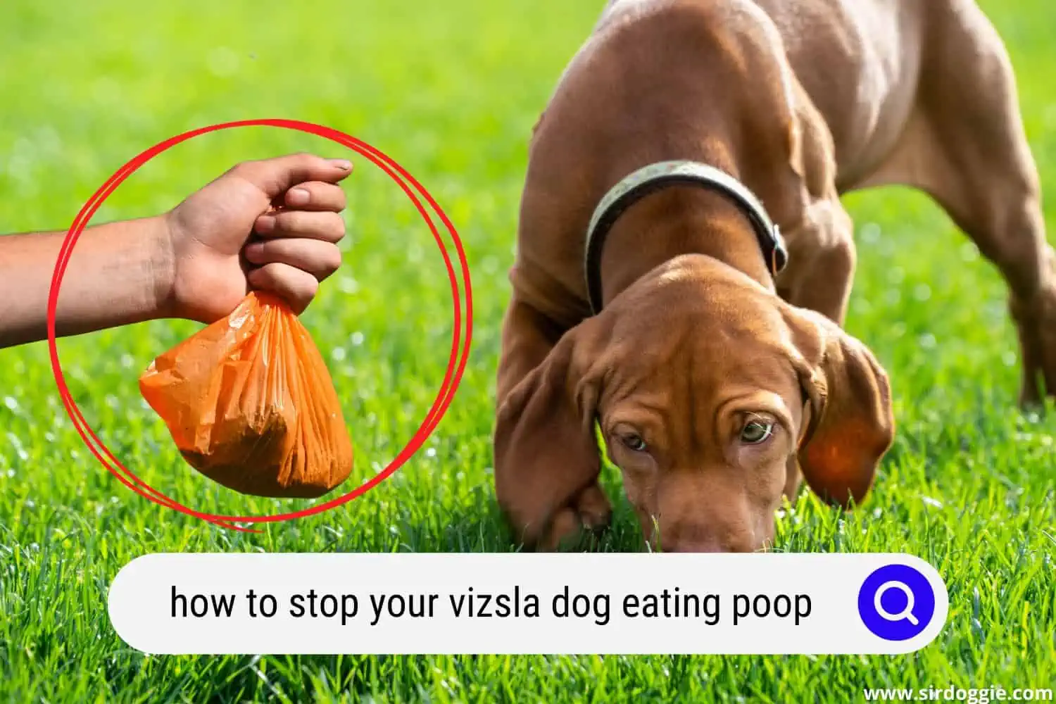 how to stop your vizsla dog eating poop