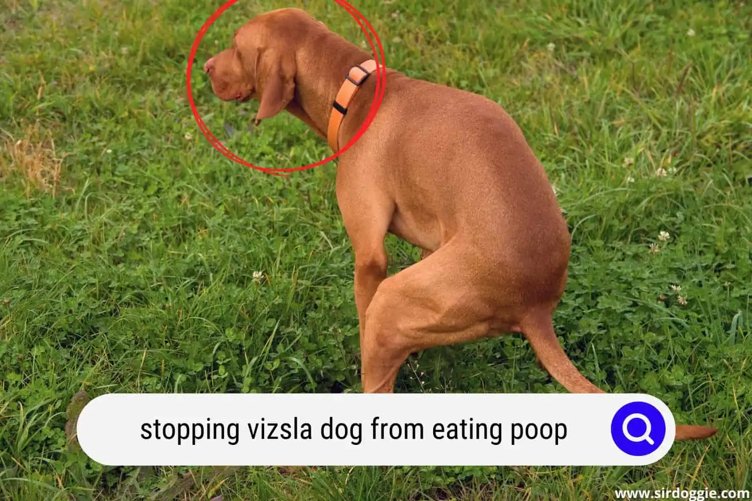 Vizsla dog pooping in the grass