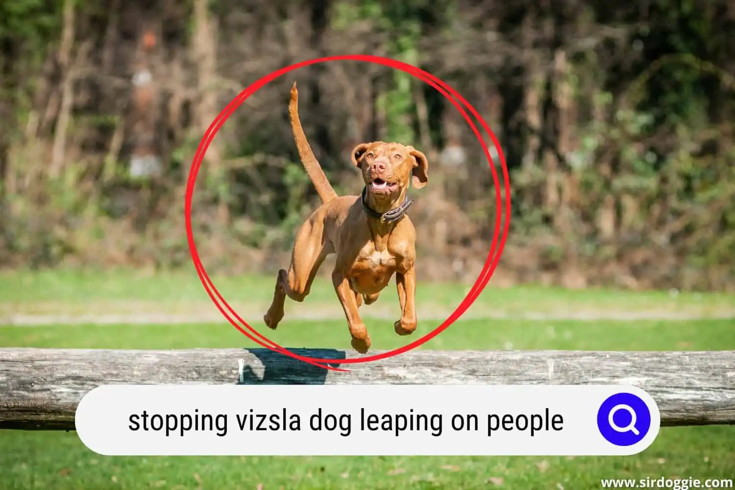 A Vizsla dog taking a leap