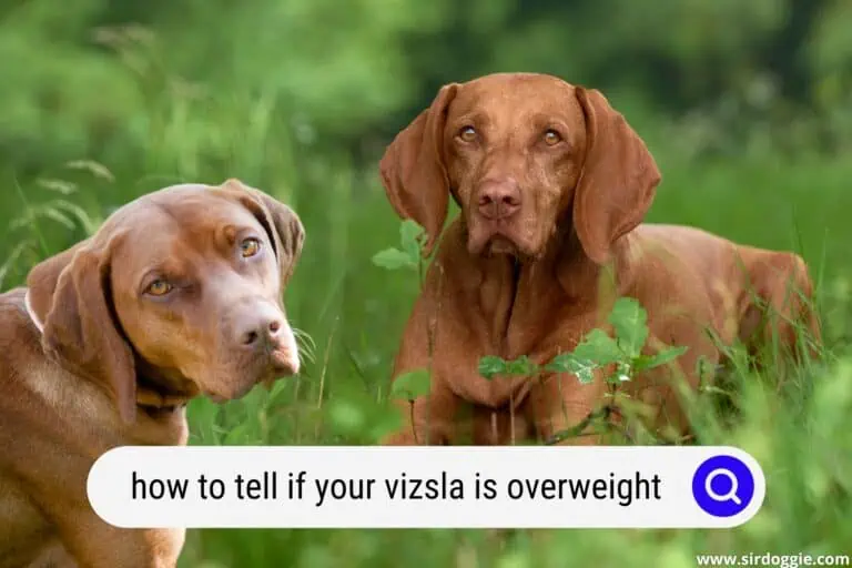 How to Tell If Your Vizsla is Overweight?