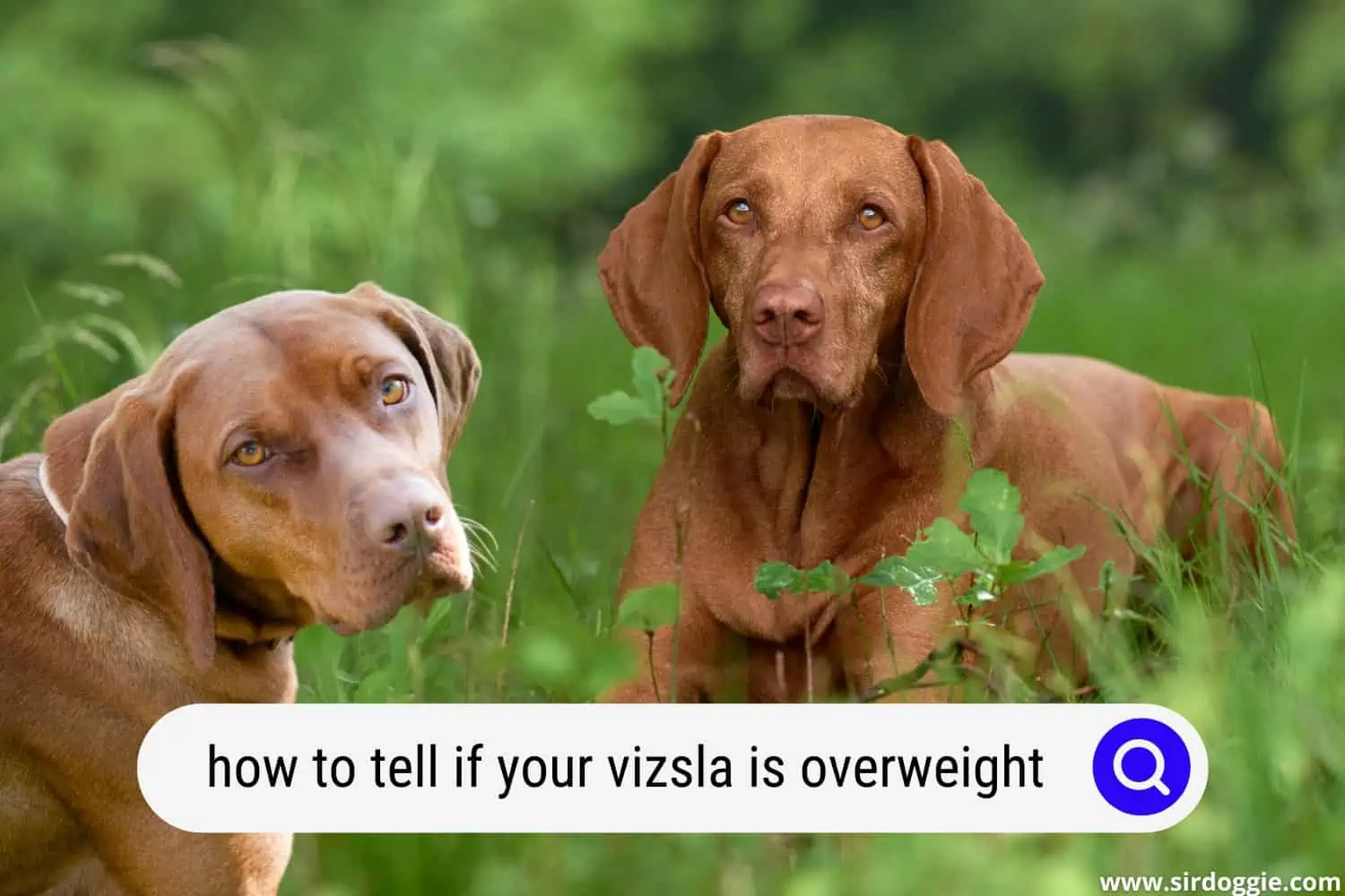 how to tell if your vizsla is overweight