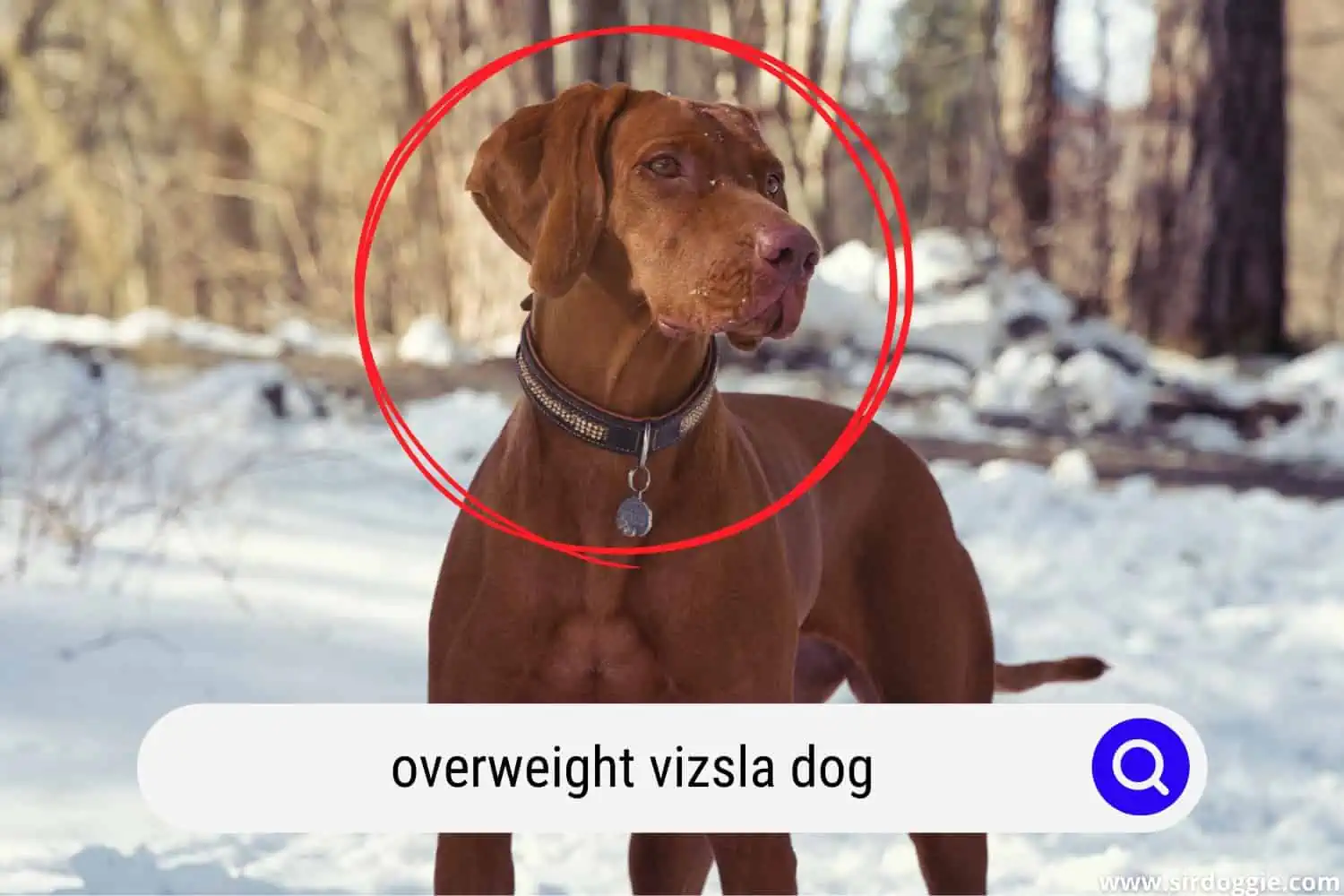 An overweight vizsla standing in a snowy surroundings