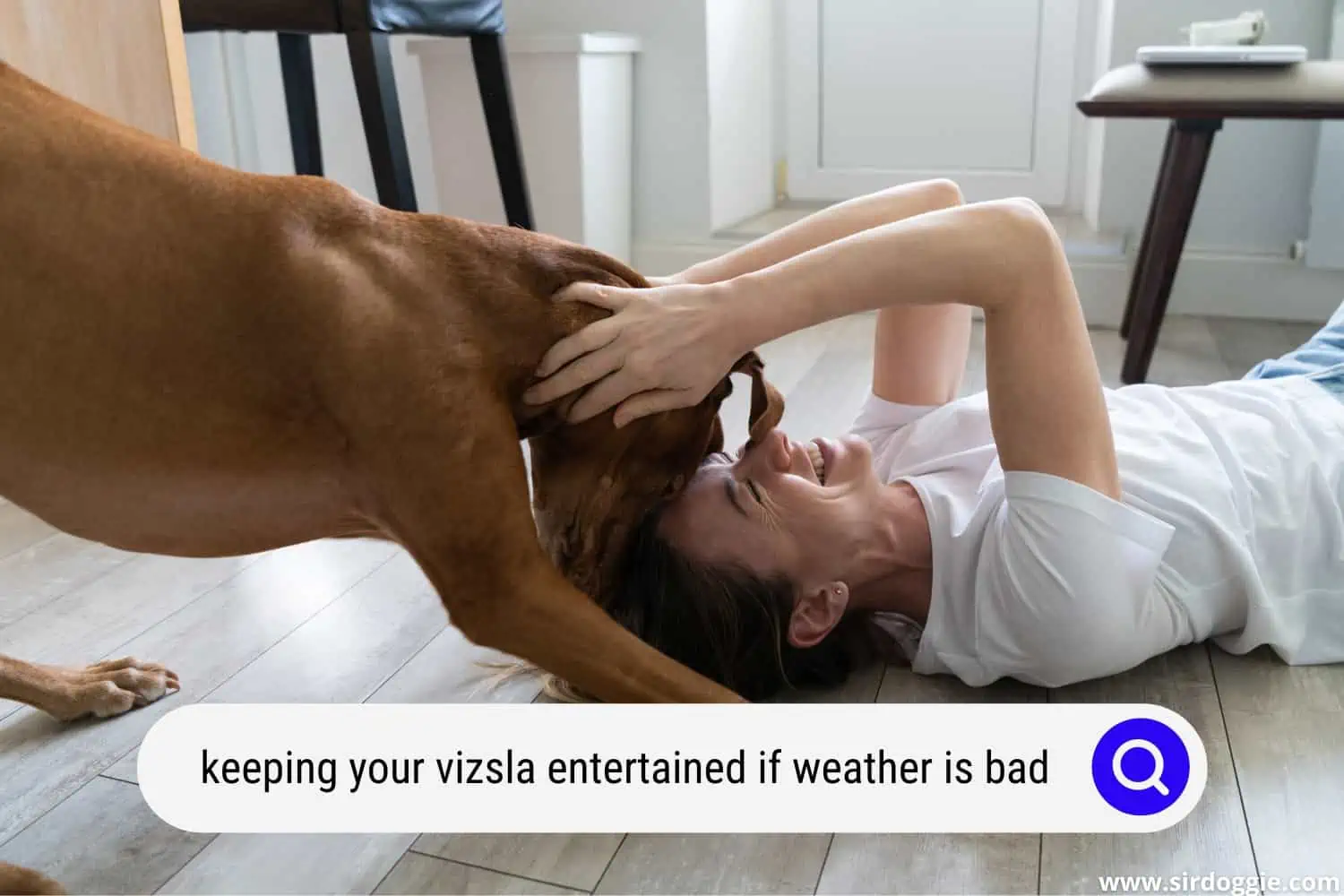 keeping your vizsla entertained when the weather is bad