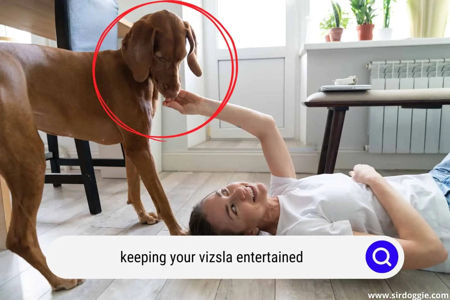 A pet owner entertaining her Vizsla dog