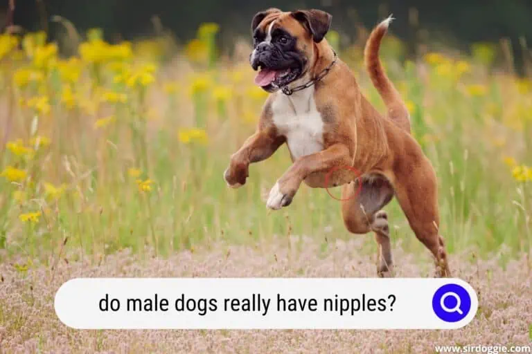 Do Male Dogs Really Have Nipples? Mystery Explained