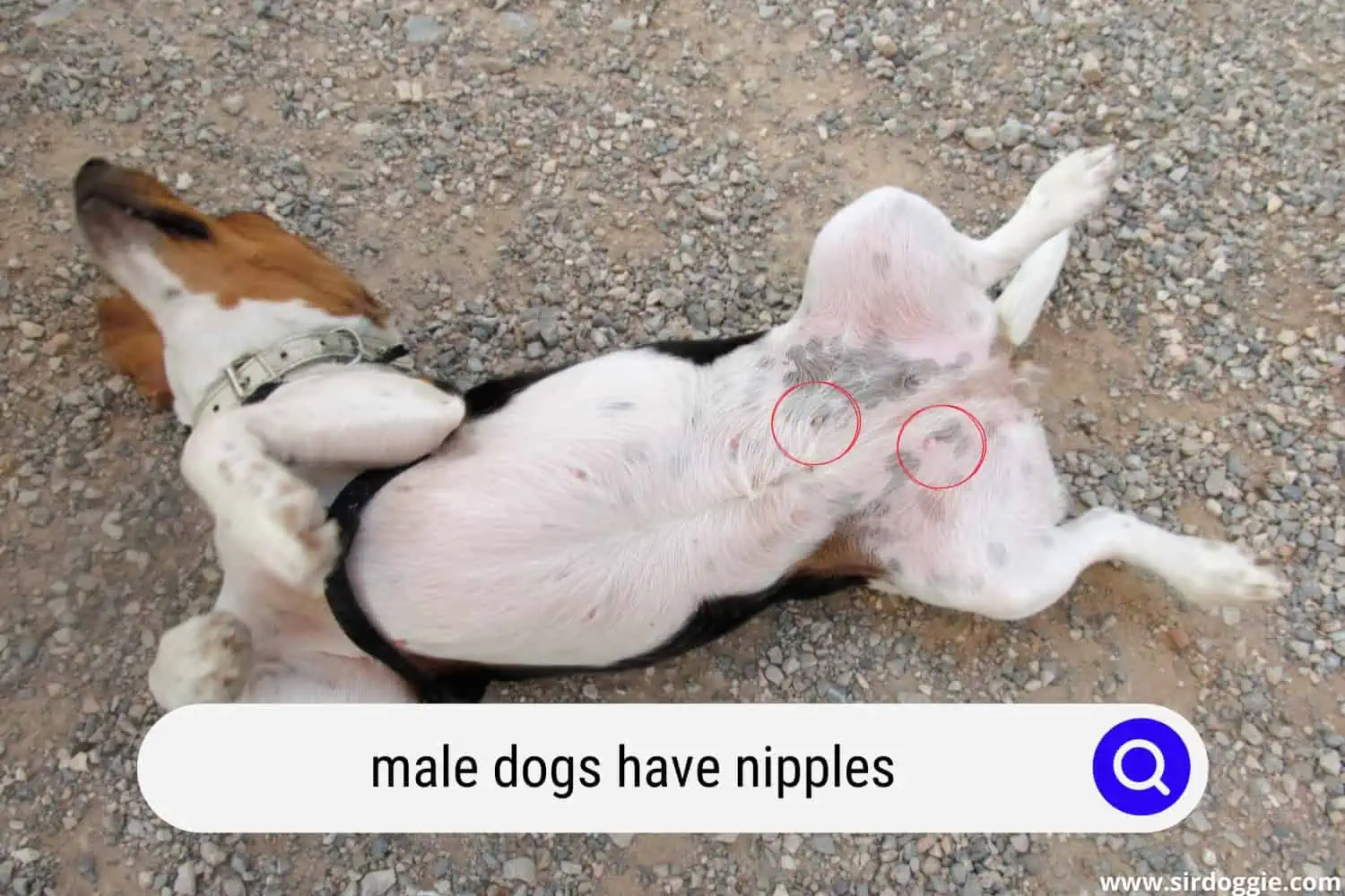 Male dog nipples