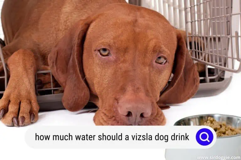 My Vizsla Dog Won’t Eat – What to Do?