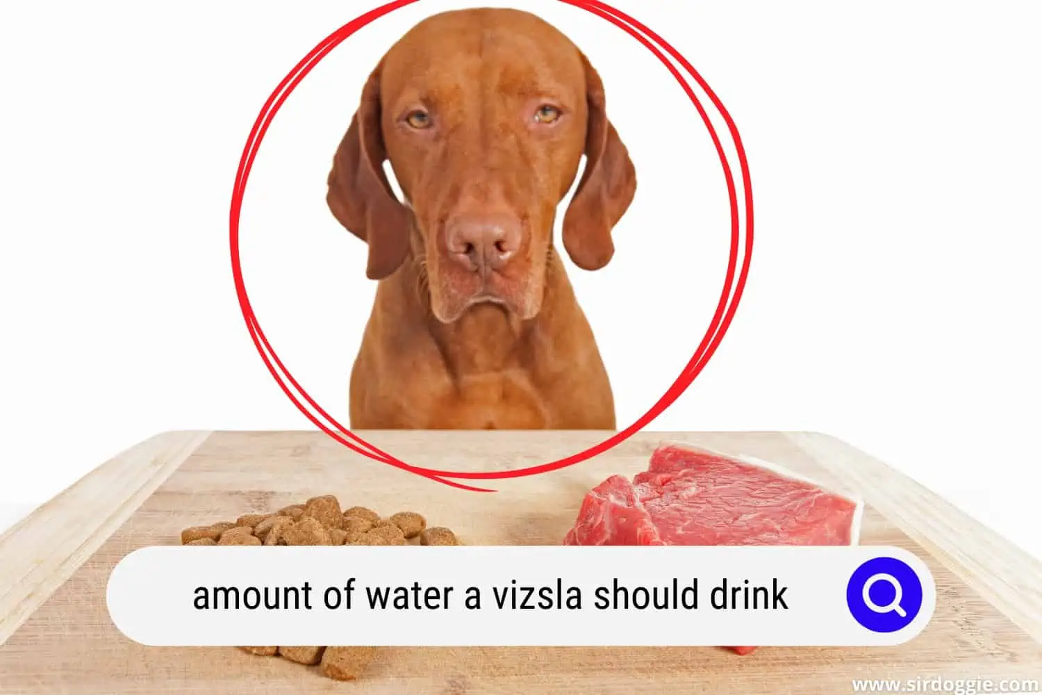 Vizsla dog losing appetite