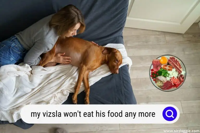 My Vizsla Won’t Eat His Food Any More