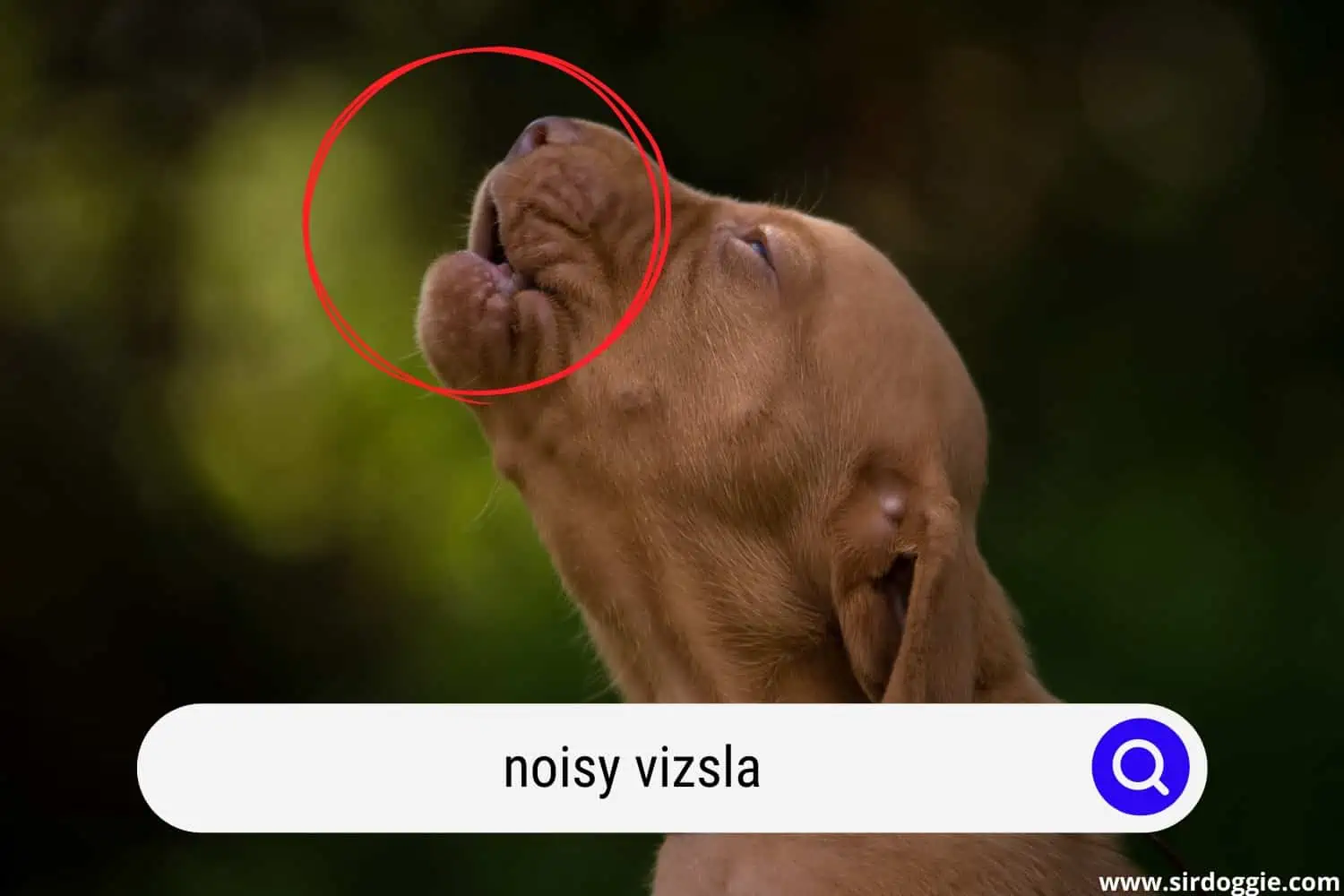 Noisy Vizsla puppy keeps howling