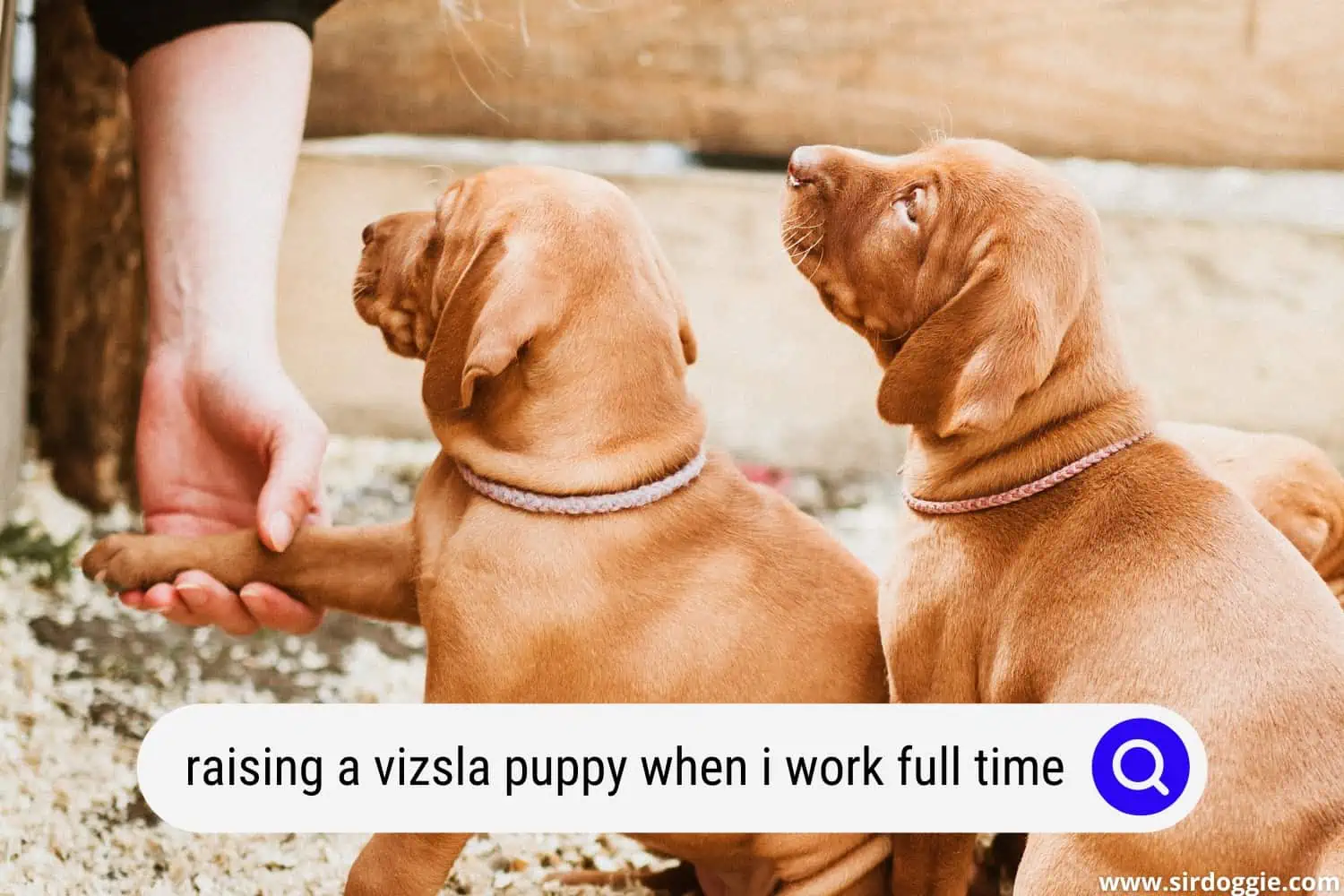 raising a vizsla puppy when i work full time