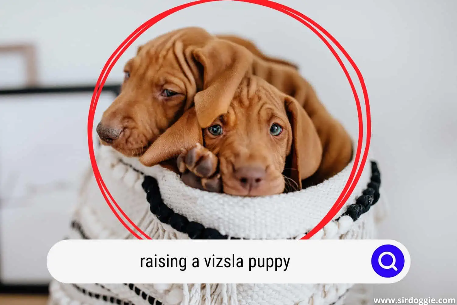 raising a vizsla puppy