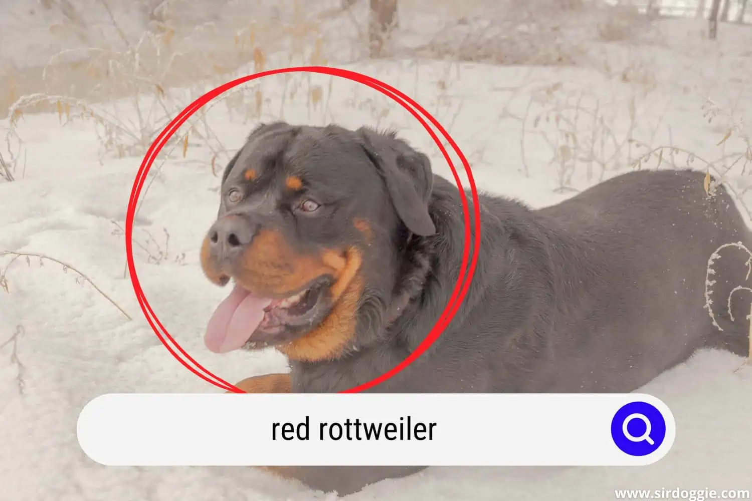 Red Rottweiler lying down in snow