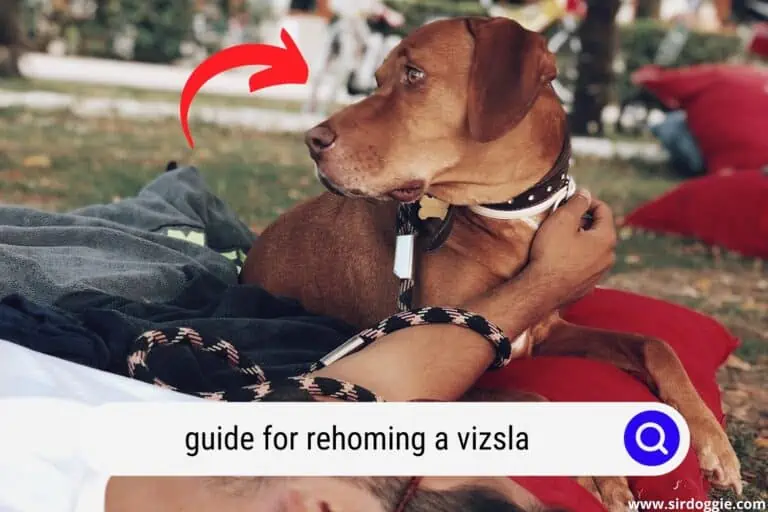 Guide for Anyone Thinking Of Rehoming a Vizsla