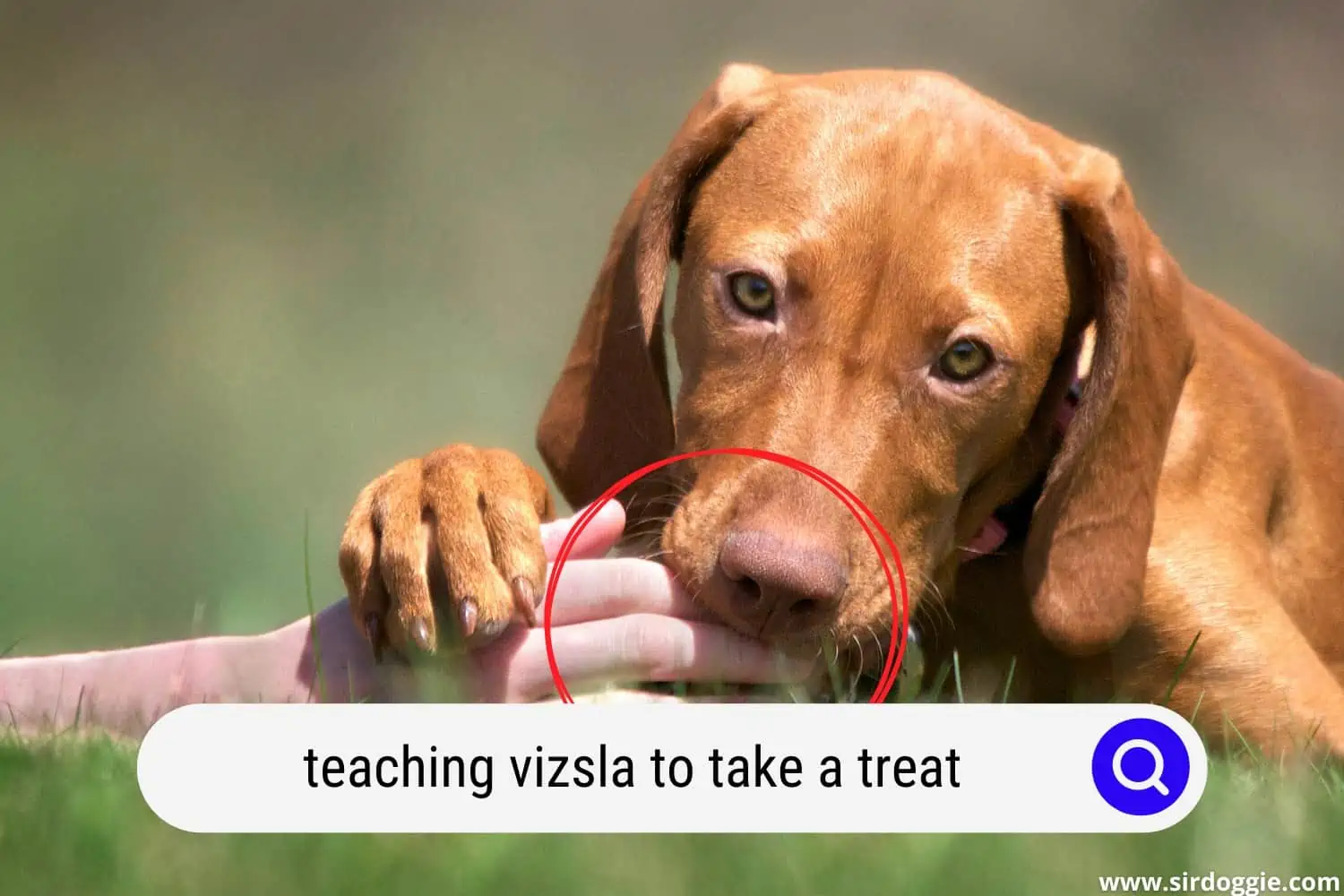 A photo of a pet owner's hand giving treats to Vizsla
