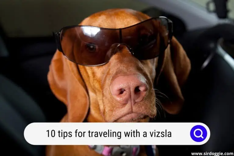 10 Tips for Traveling with a Vizsla Dog