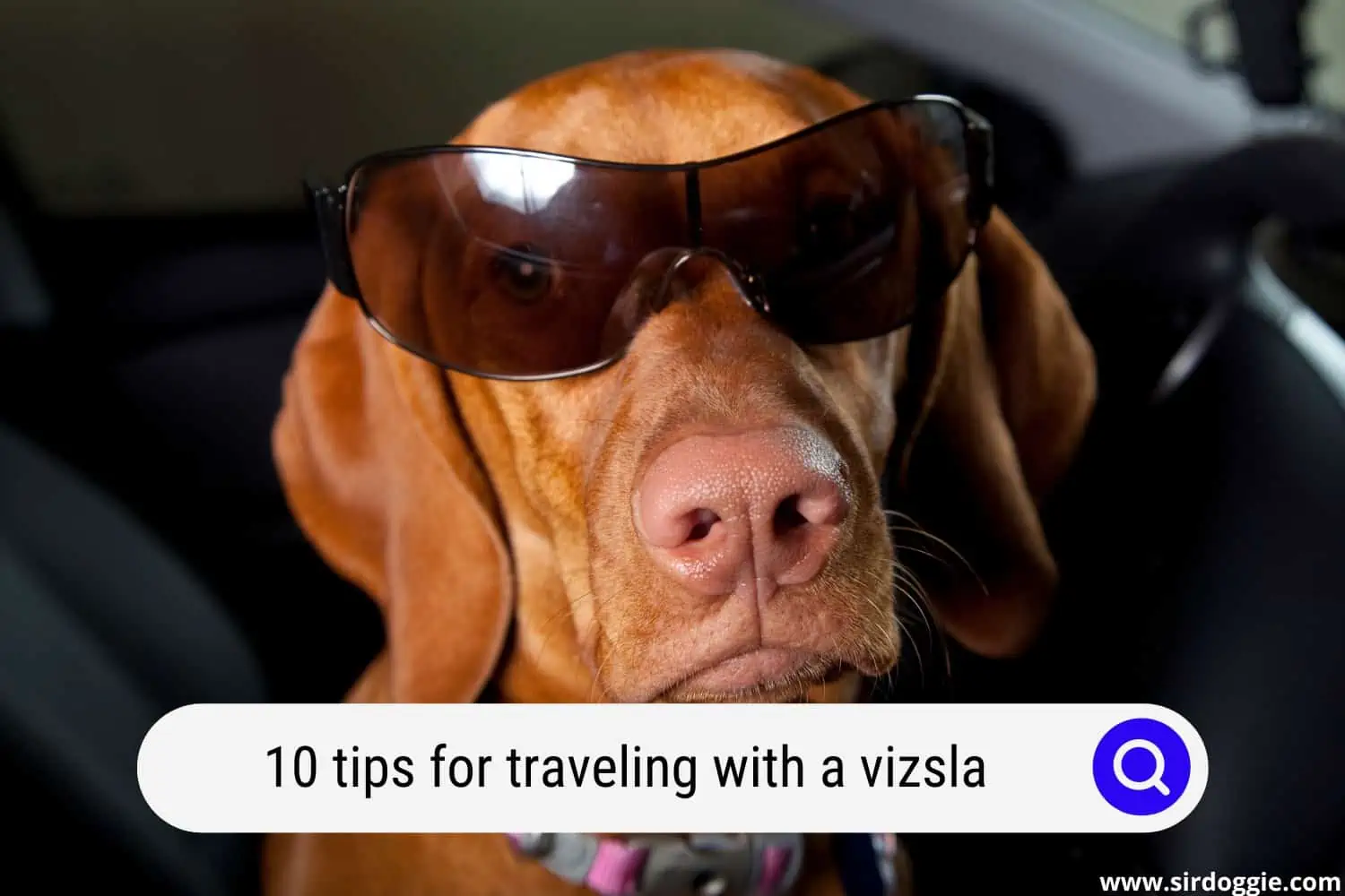 tips for traveling with a vizsla