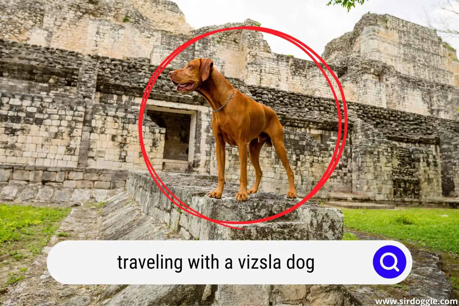A Vizsla dog traveling